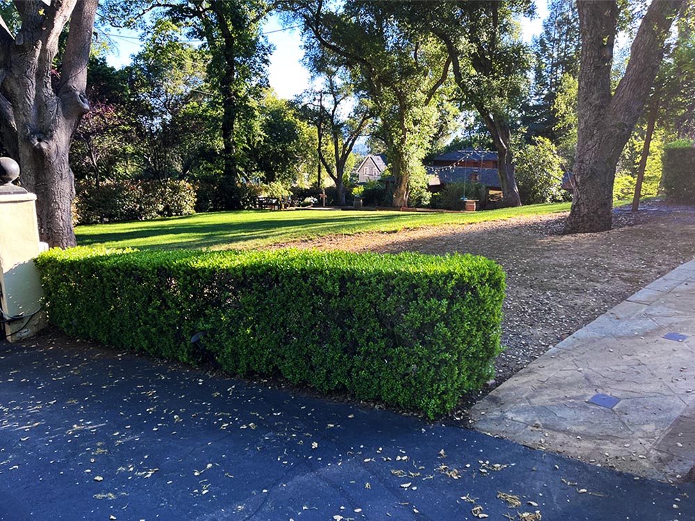 Garden and trees care and maintenance in a large estate in Woodside.